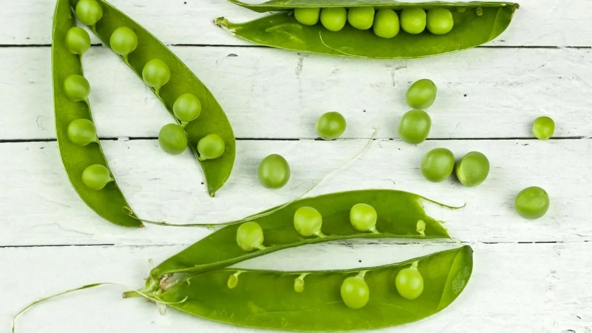 Gambar kacang polong segar