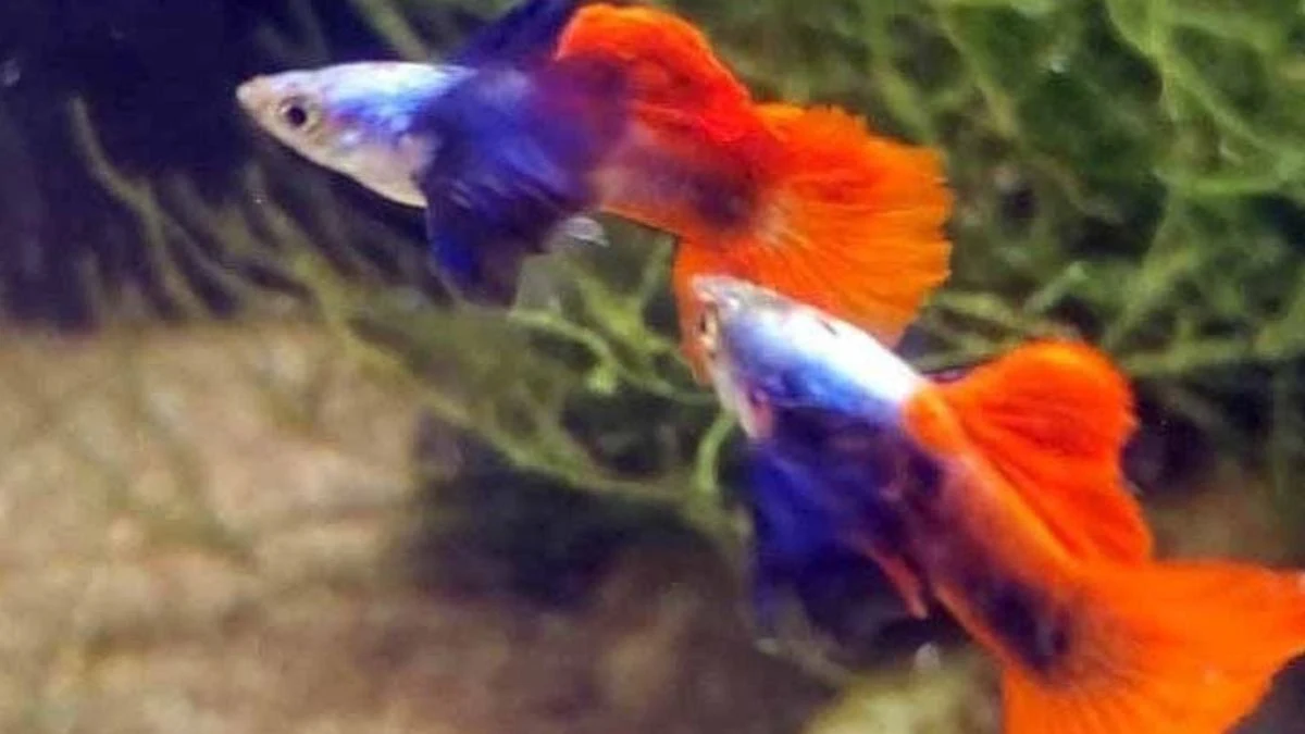 Gambar ikan guppy prtde