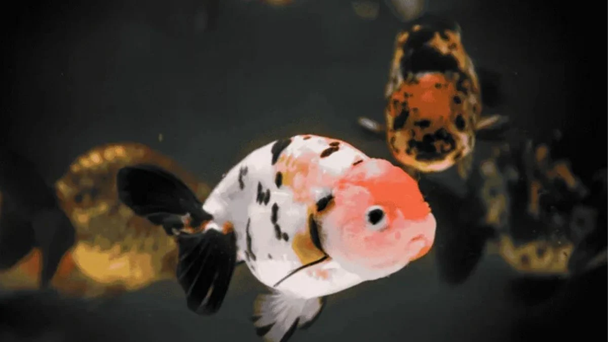 gambar-kumpulan-ikan-koki-calico Gambar ikan rancho calico