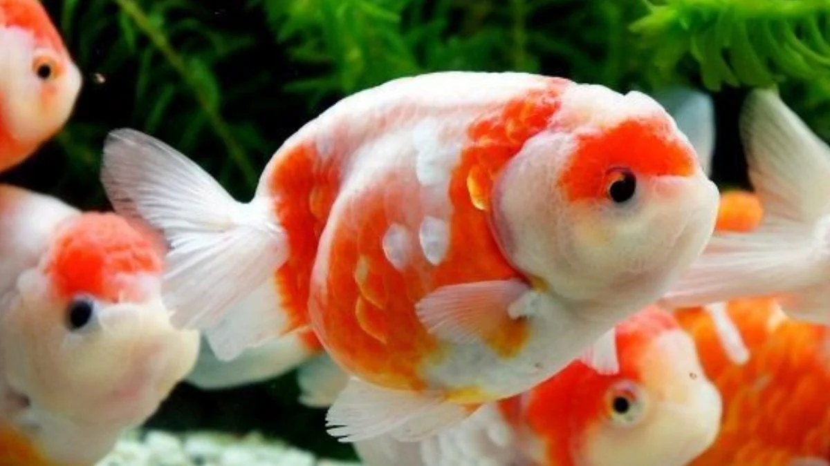 Gambar kumpulan ikan koki ranchu