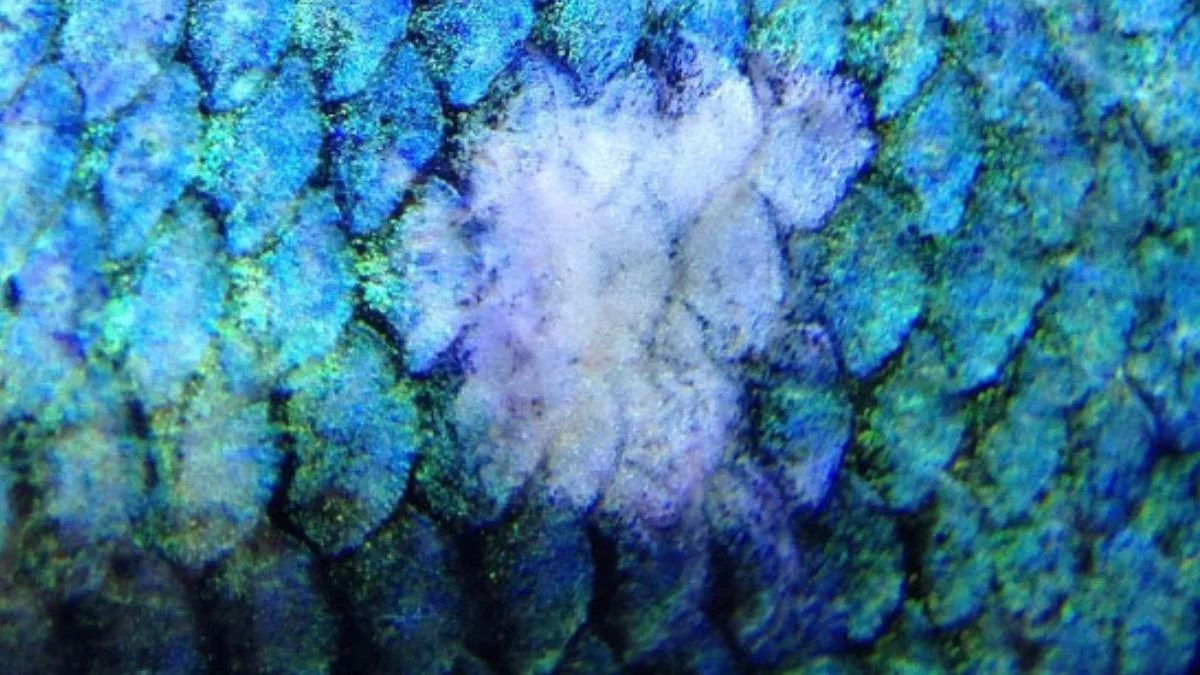 gambar penyakit columnaris pada ikan.