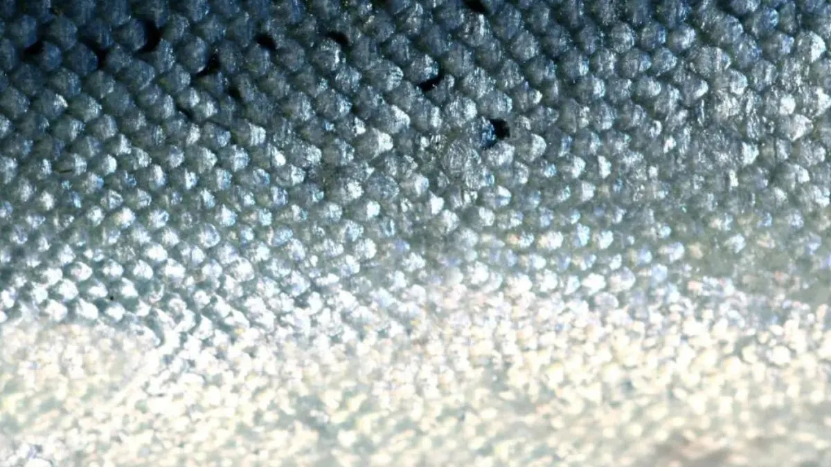 Gambar penyakit velvet pada ikan.