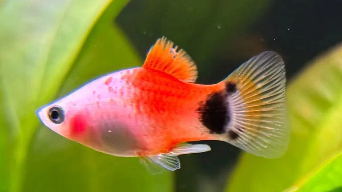 Bayi ikan mickey mouse