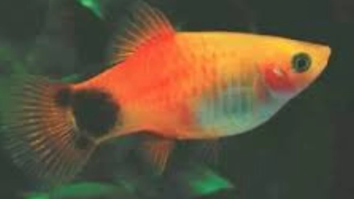 Ikan platy mickey mouse