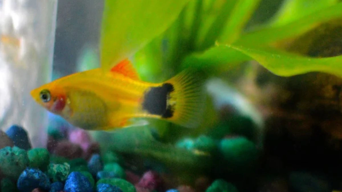 gambar-platy-mickey-mouse-mengandung Gambar ikan platy mickey mouse