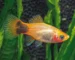 Gambar Ikan Platy Mickey Mouse