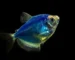 Gambar ikan glofish biru