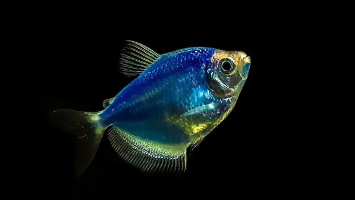 Gambar ikan glofish biru