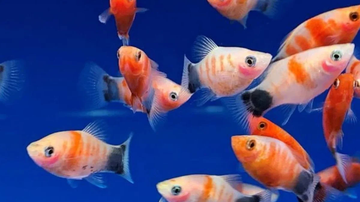 Gambar ikan platy tiger mickey mouse