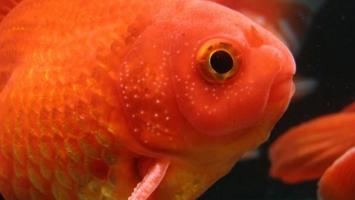 Gambar tubercles ikan koki jantan bintik putih