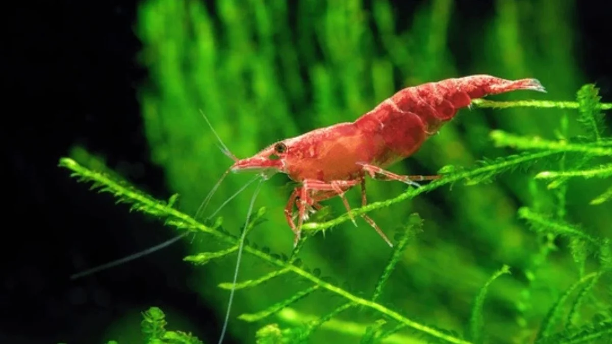 Gambar udang red cherry