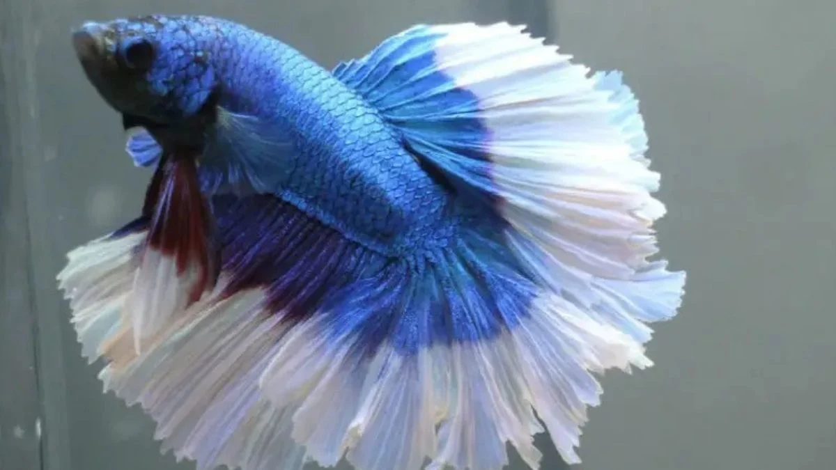 Gambar ikan cupang butterfly di akuarium