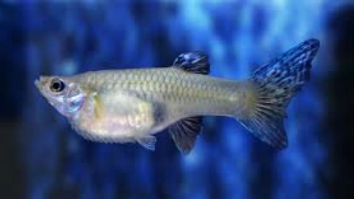 Gambar penyakit ikan guppy Dropsy