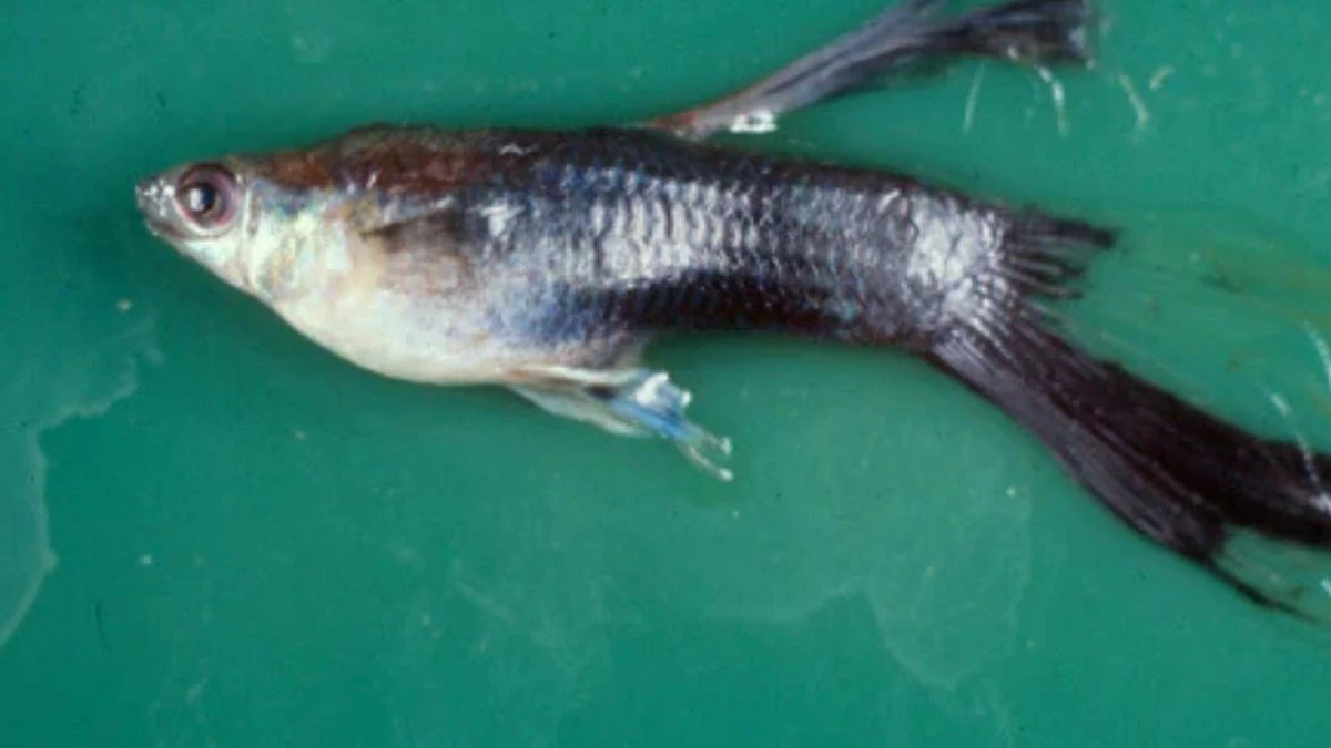 Gambar penyakit ikan guppy fin rot