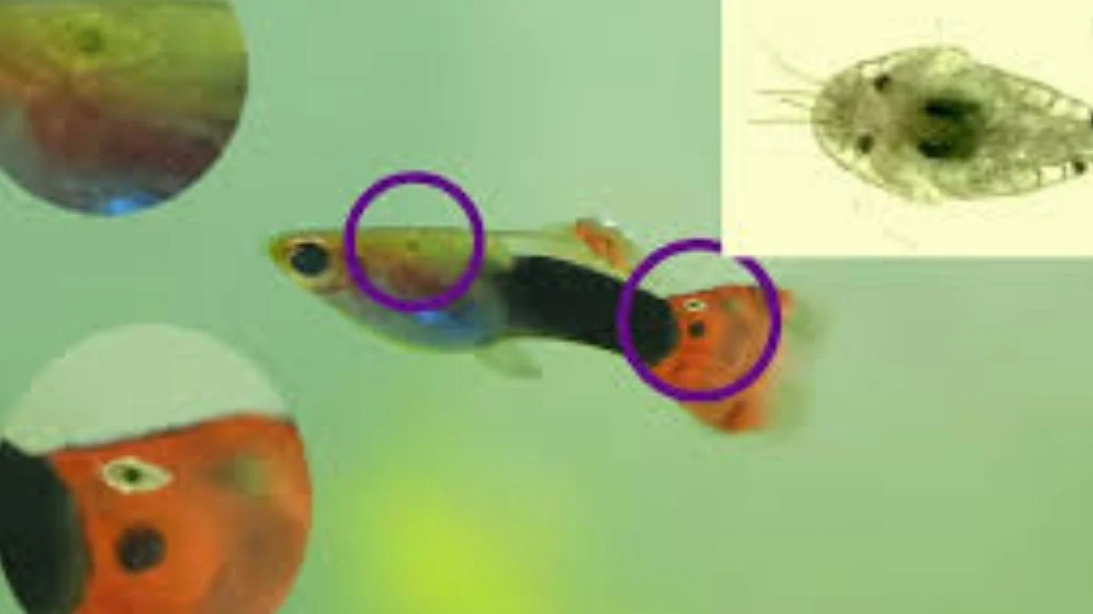 Penyakit ikan guppy terkena kutu ikan