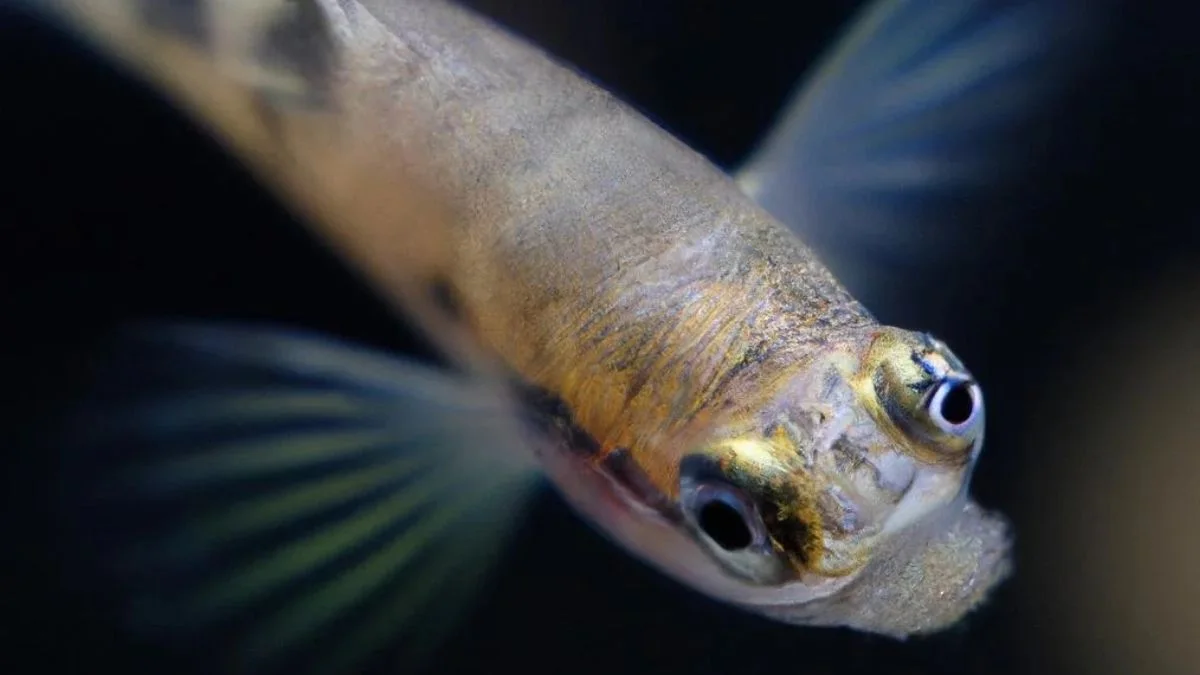 Gambar penyakit ikan guppy pop eye.