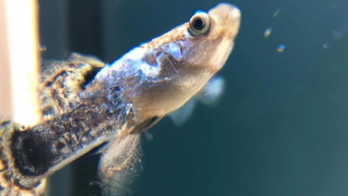 Gambar penyakit ikan guppy velvet disease