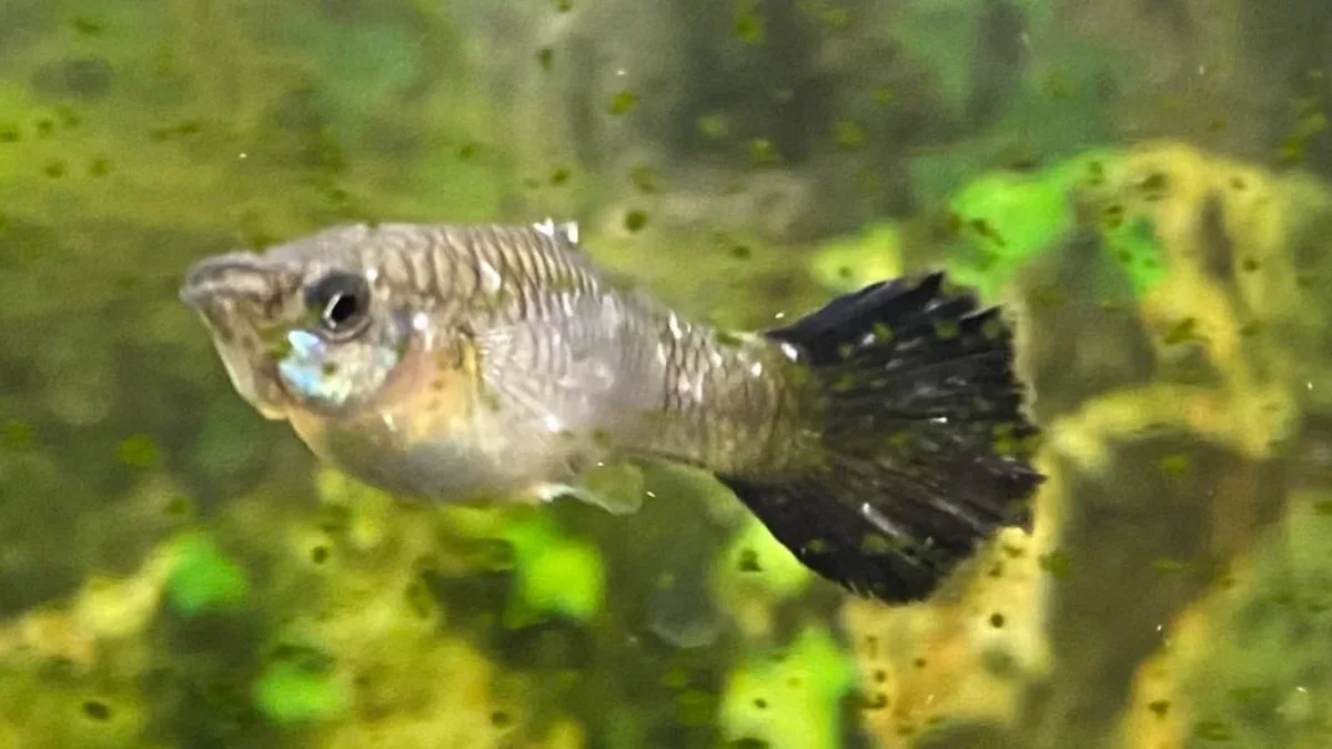 Gambar penyakit ikan guppy white spot ich