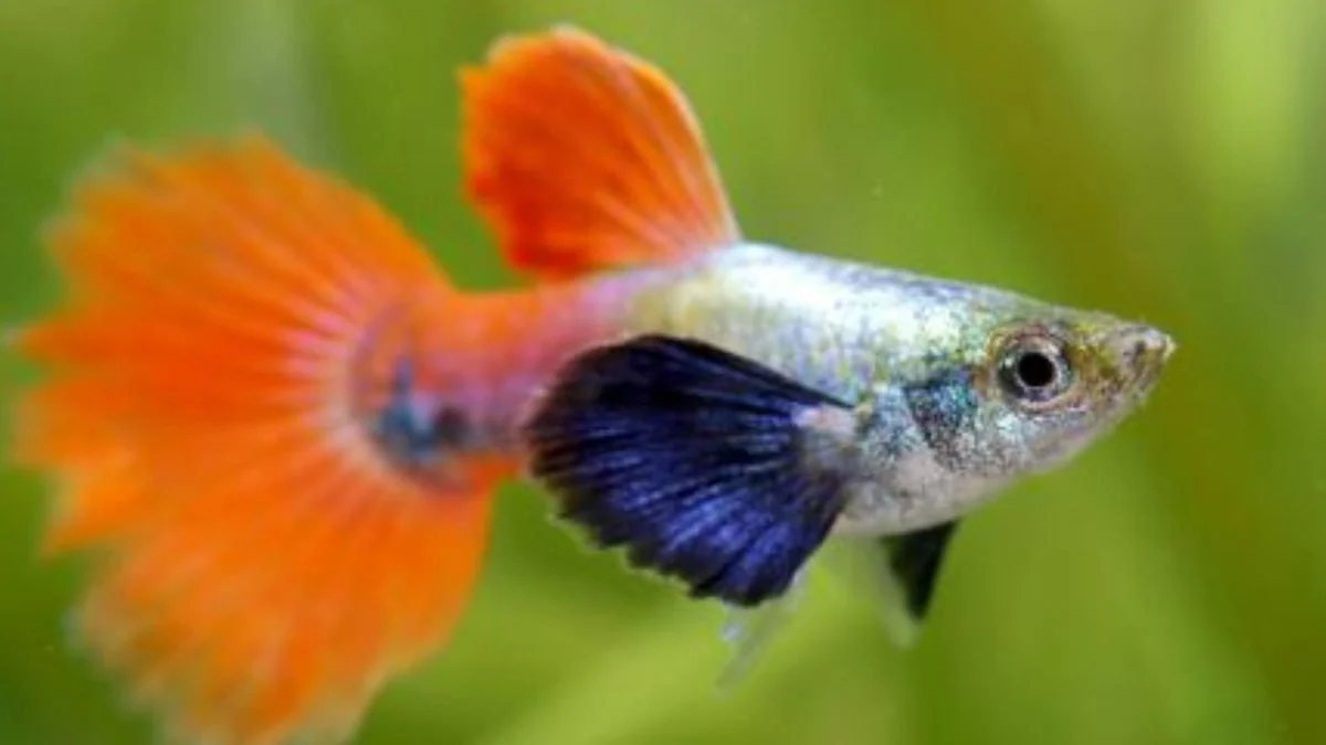 Gambar guppy platinum red tail dumbo ear.