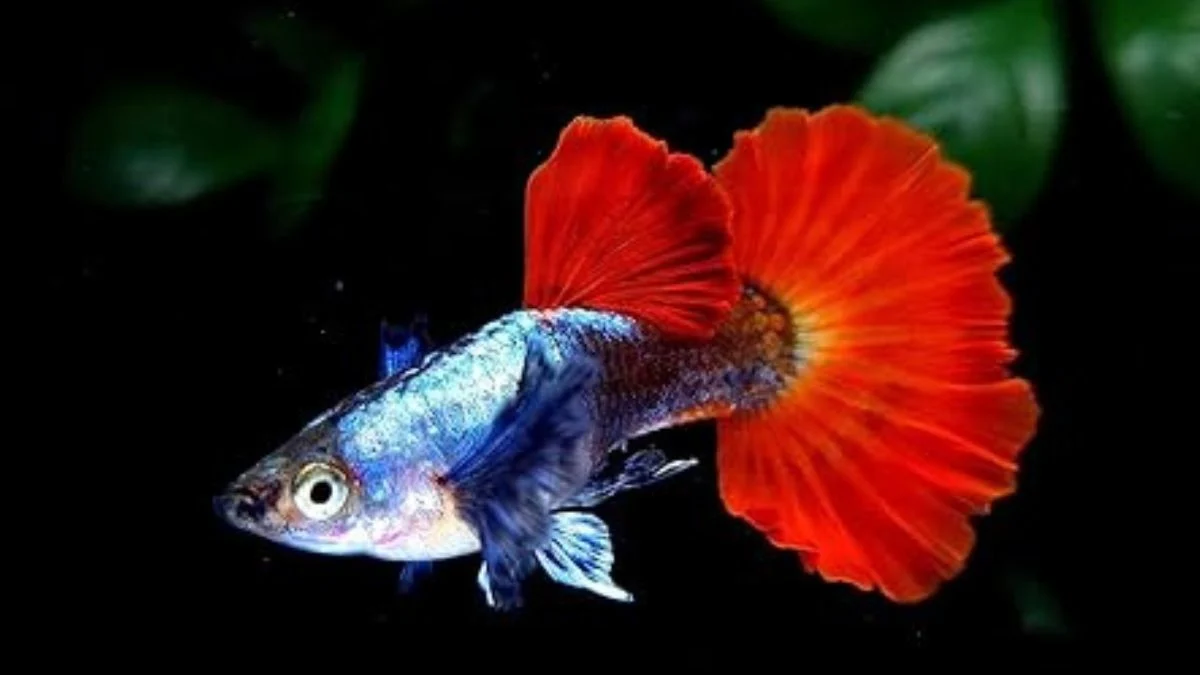 Gambar ikan guppy prtde
