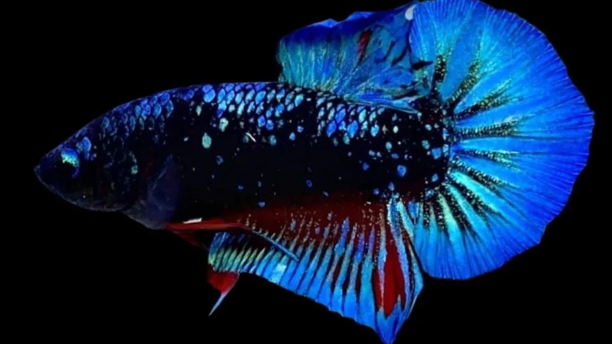 ikan-jantan-cupang-avatar Ilustrasi ikan jantan cupang avatar