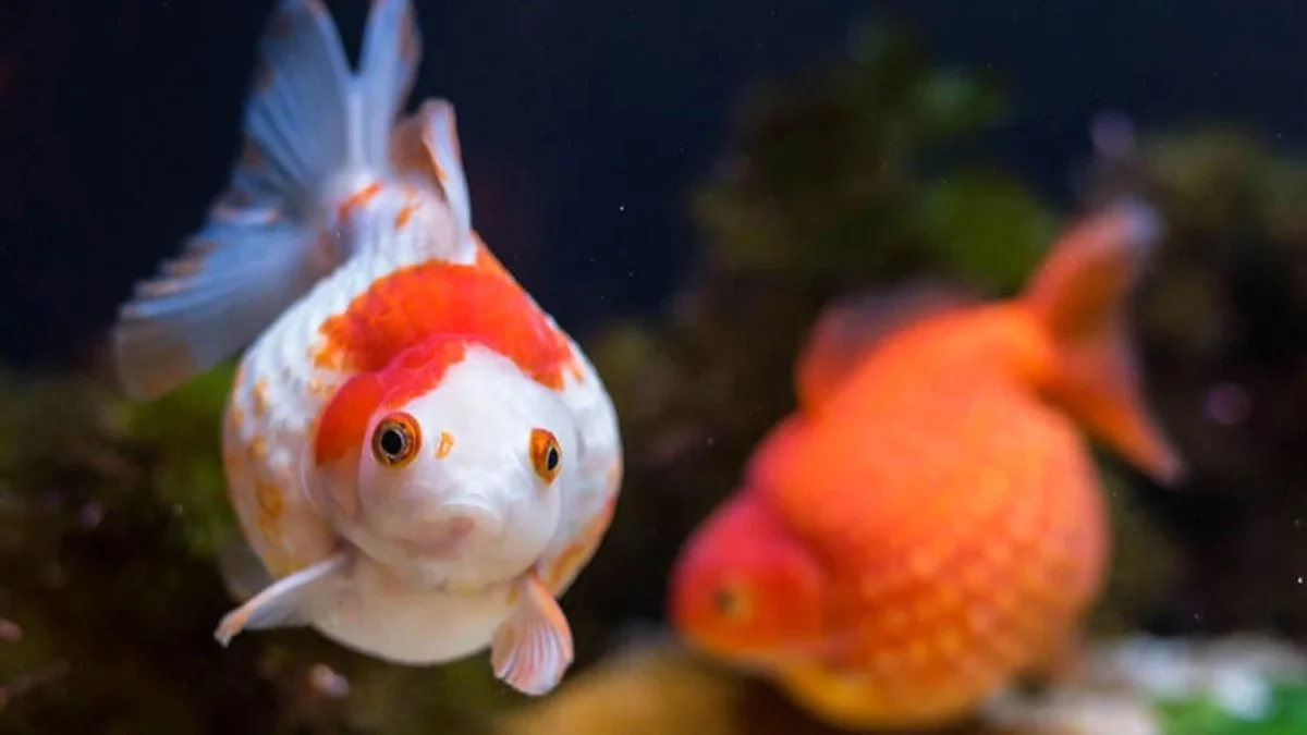 Gambar ikan koki mutiara putih oranye