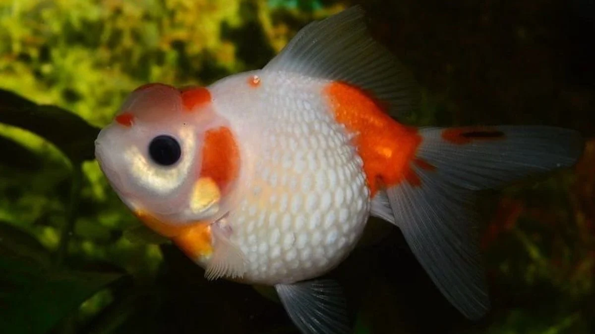 Gambar ikan koki mutiara yang sesuai dengan artikel cara merawat ikan koki