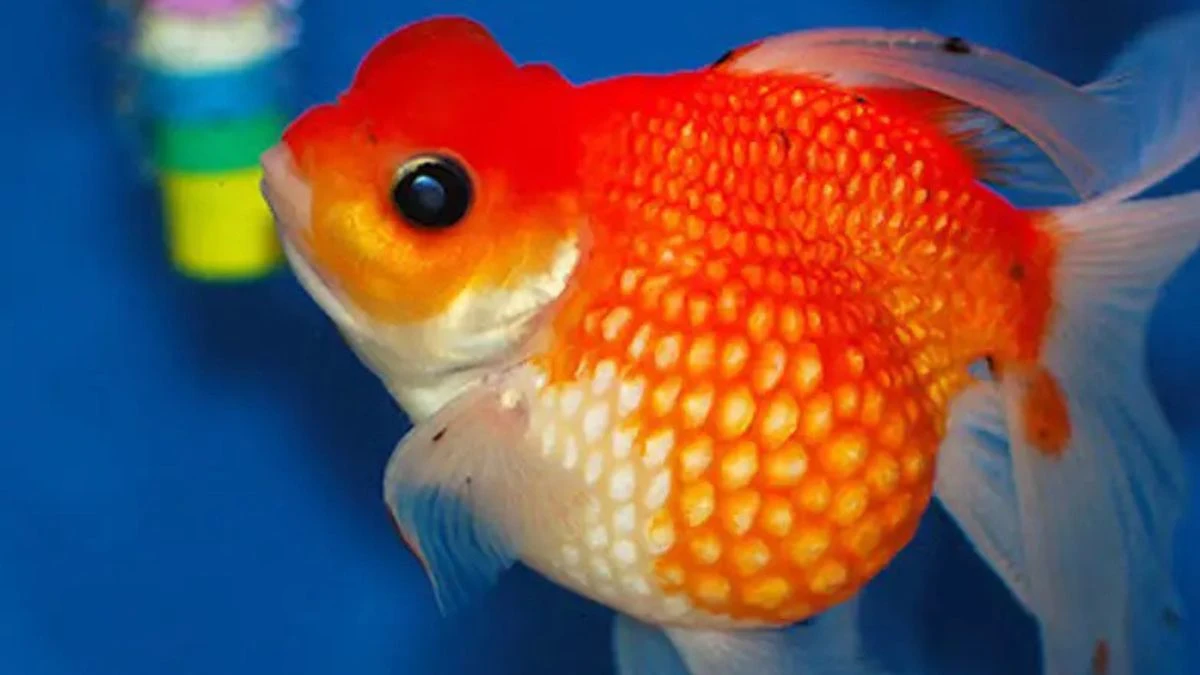 Gambar ikan koki mutiara