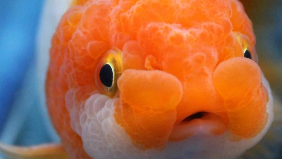 Gambar ikan koki ranchu red and white