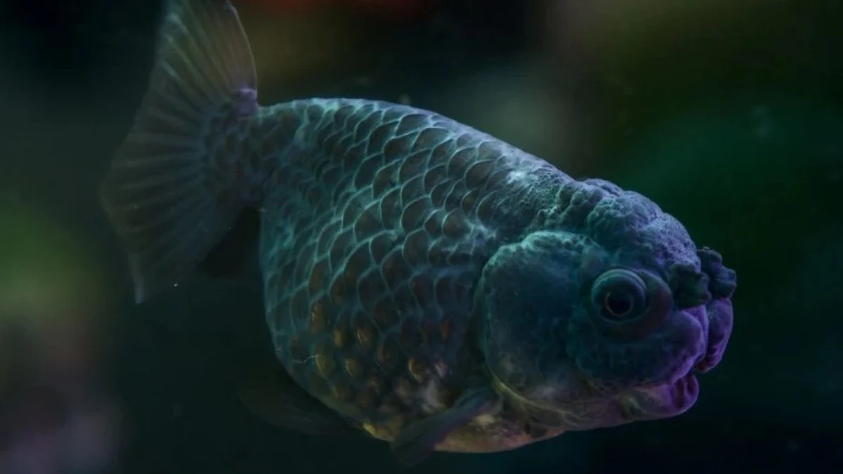 Gambar ikan koki black ranchu