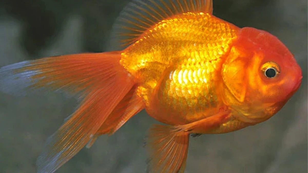 Gambar ikan koki red oranda