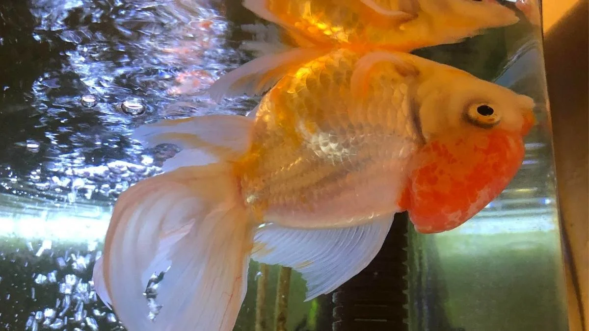 Ikan koki terbalik di akuarium