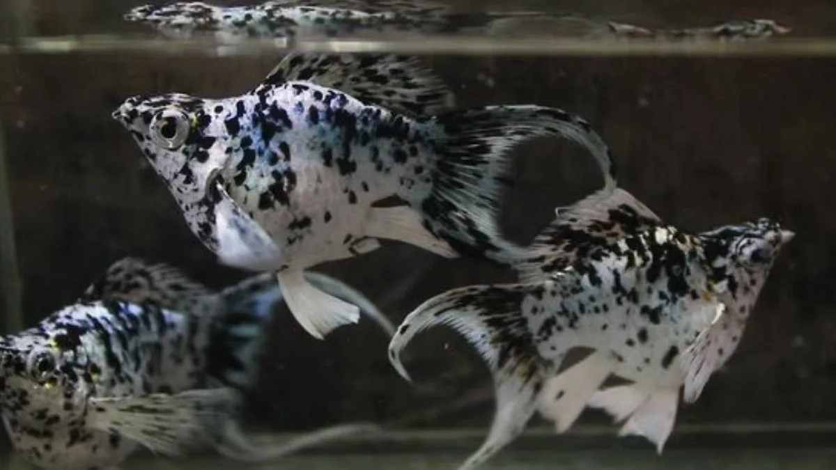Gambar ikan molly marble cawang