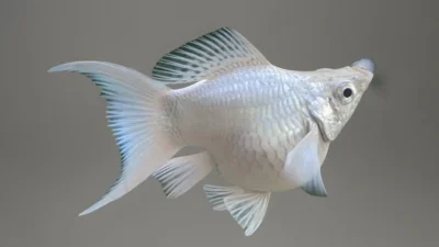 ikan hias balon molly platinum cawang