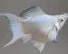 ikan hias balon molly platinum cawang