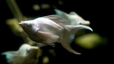 ikan hias balon molly platinum cawang