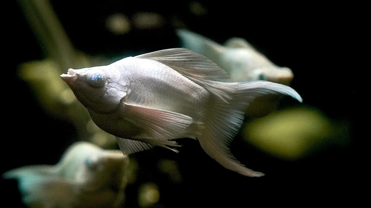 ikan hias balon molly platinum cawang