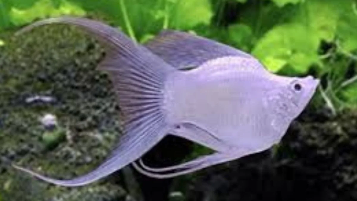 ikan hias balon molly platinum cawang