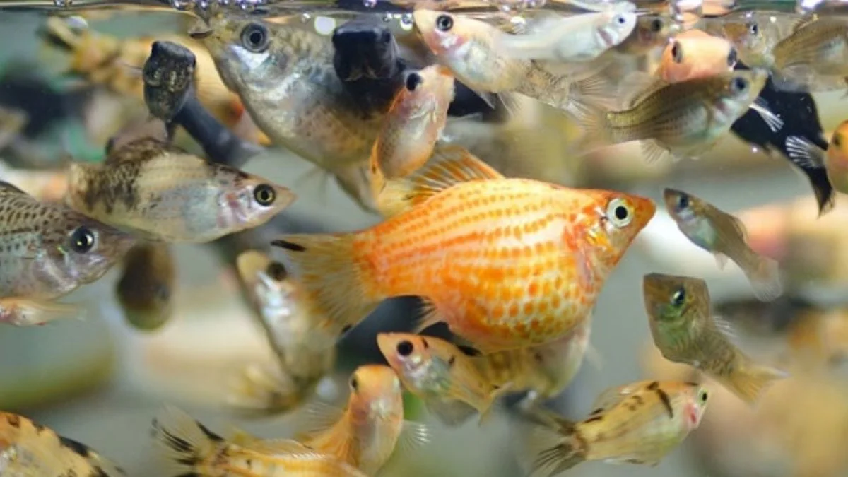 Gambar jenis ikan hias yang bisa digabung dengan molly balon / tank mate molly balon / molly balon dengan ikan lain