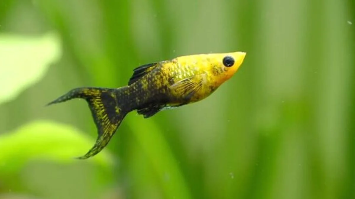 Gambar ikan molly golden black cawang