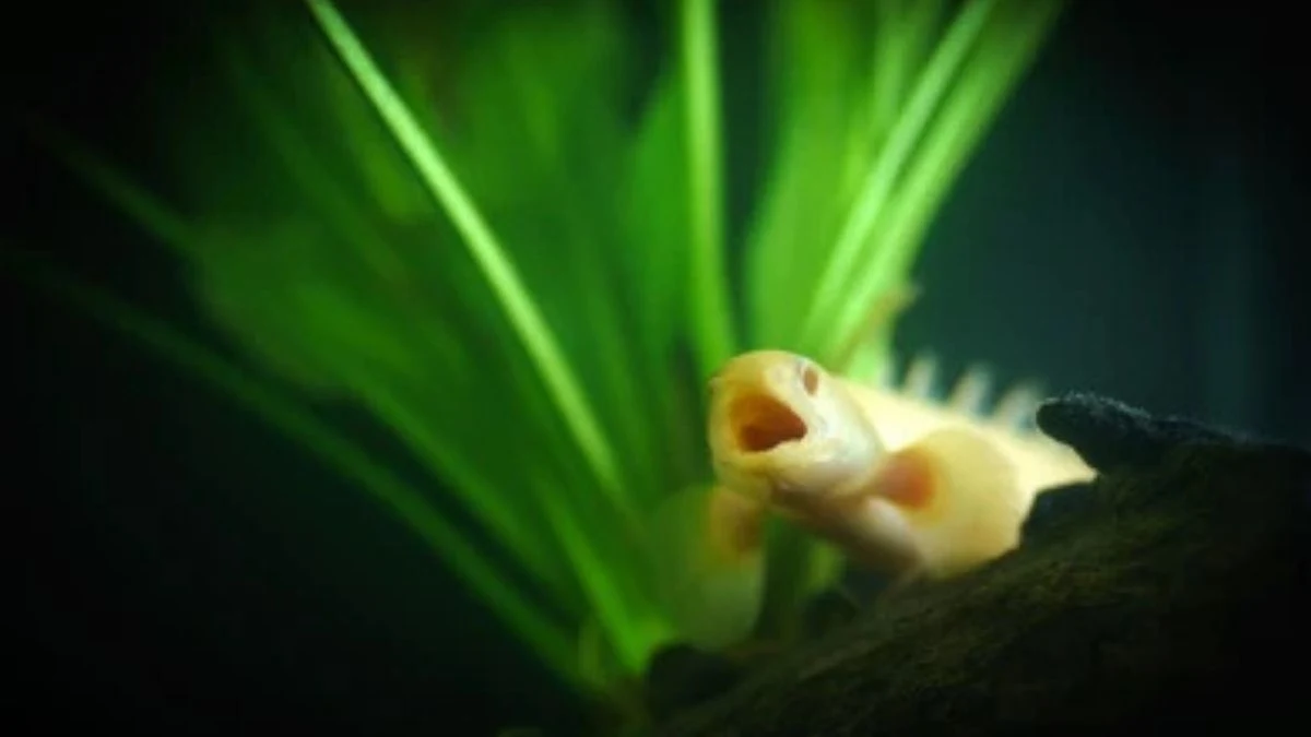 Gambar ikan palmas albino membuka mulut