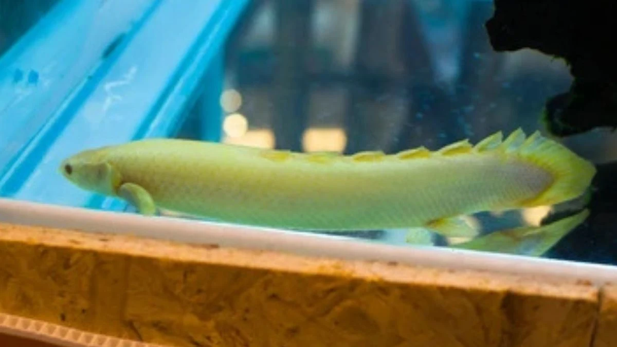 Gambar ikan palmas albino ada di akuarium