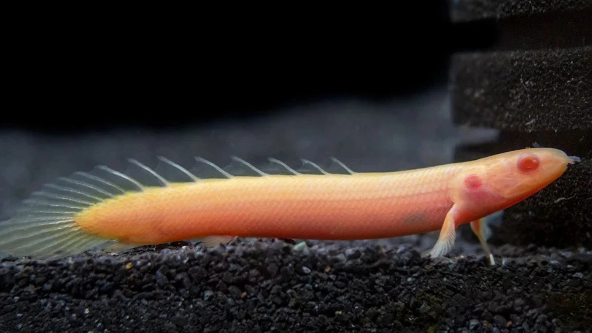 Gambar ikan palmas albino senega