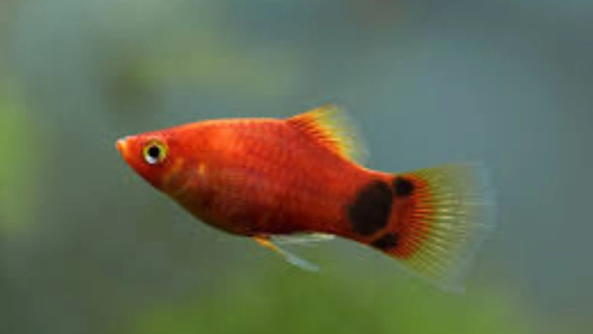 Gambar ikan platy mickey mouse merah