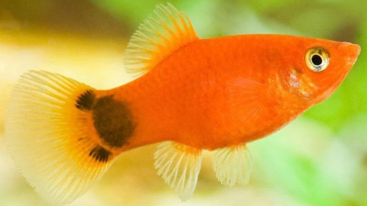 ikan-platy-mickey-mouse-oranye Gambar ikan platy mickey mouse oranye