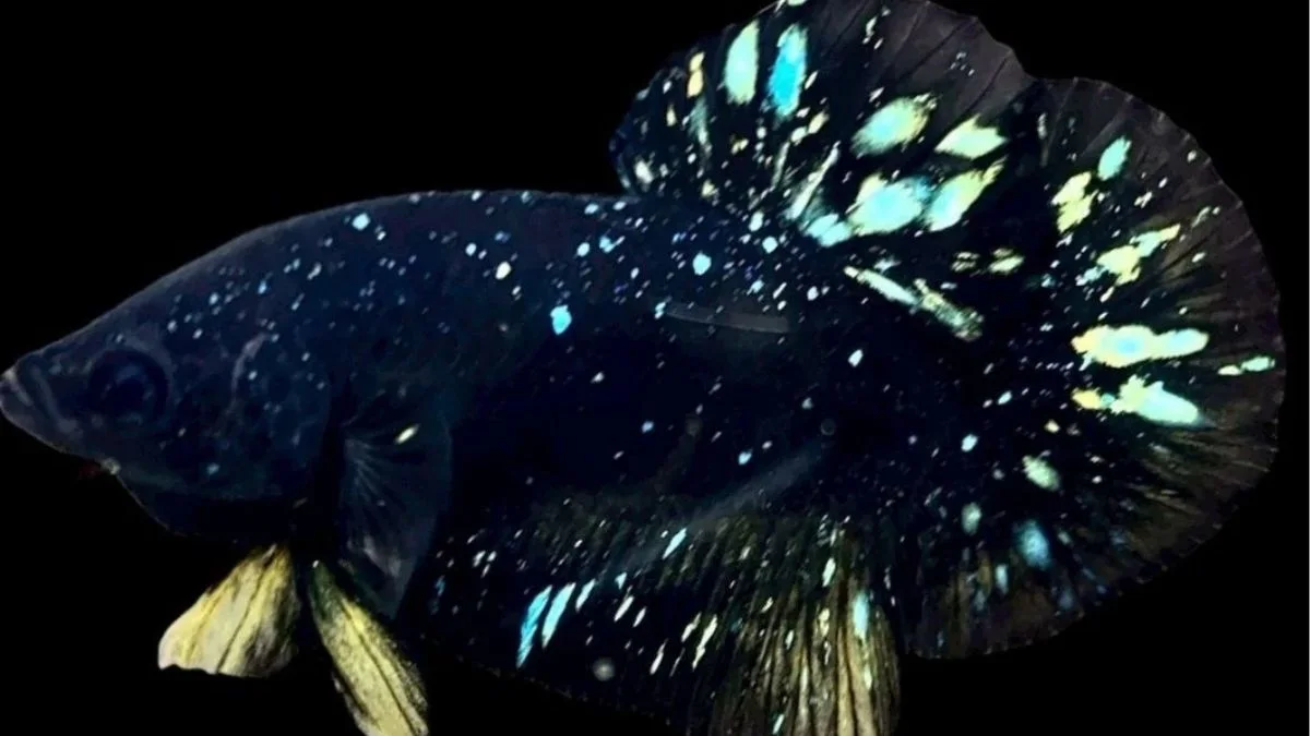 ilustrasi-gambar-ikan-cupang-avatar-jantan-langka Gambar ikan avatar jantan