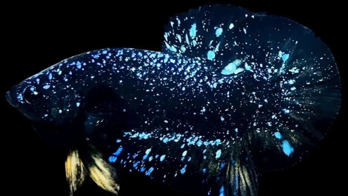 ilustrasi-gambar-ikan-cupang-avatar-jantan Gambar ikan cupang avatar jantan