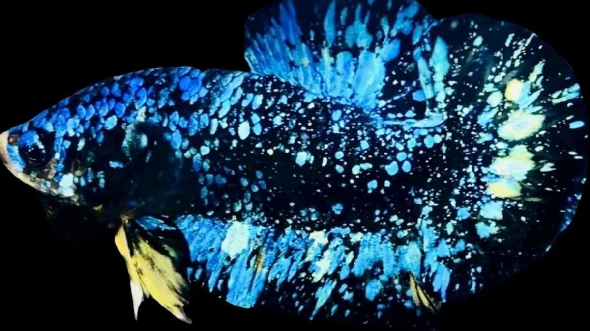 ilustrasi-gambar-ikan-cupang-avatar Gambar ikan cupang avatar berkualitas