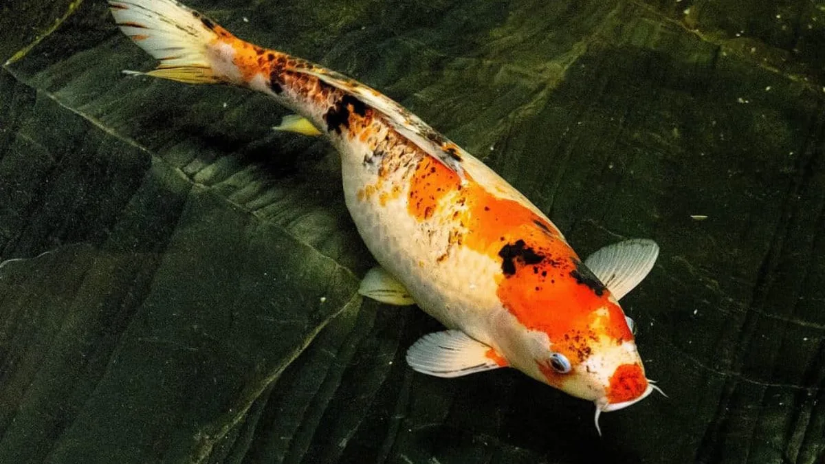 Gambar ikan koi dengan penyakit swim bladder disorder