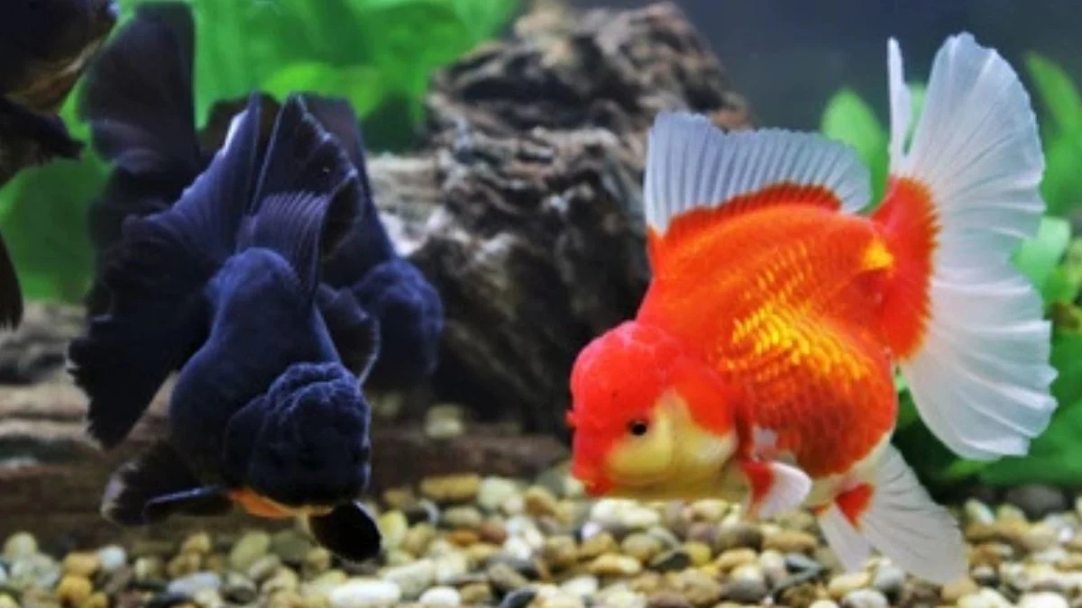 Gambar ikan koki oranda black dan orange